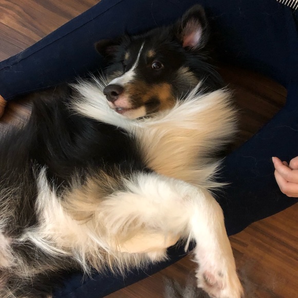 Meet your Posher, Madelaine - Picture 1 of 1